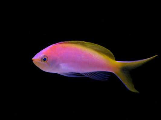 Bartlett's Anthias