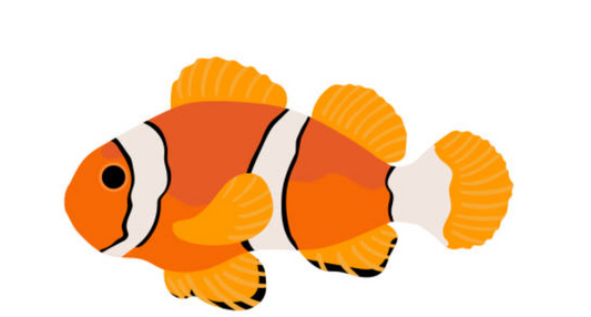 Orchard Heights Raised Clownfish