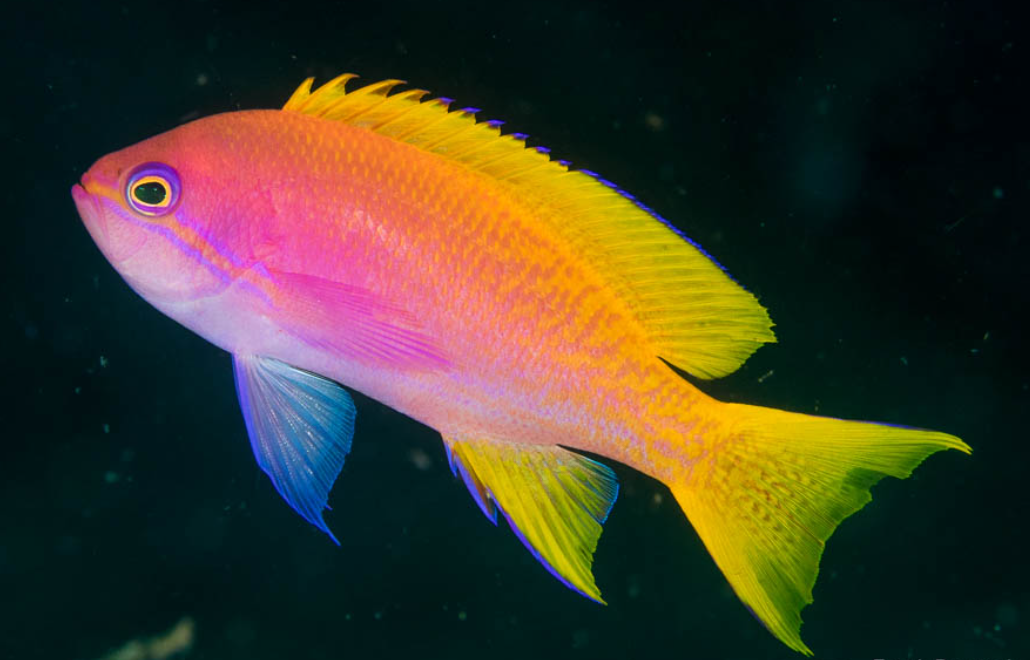 Bimaculatus Anthias