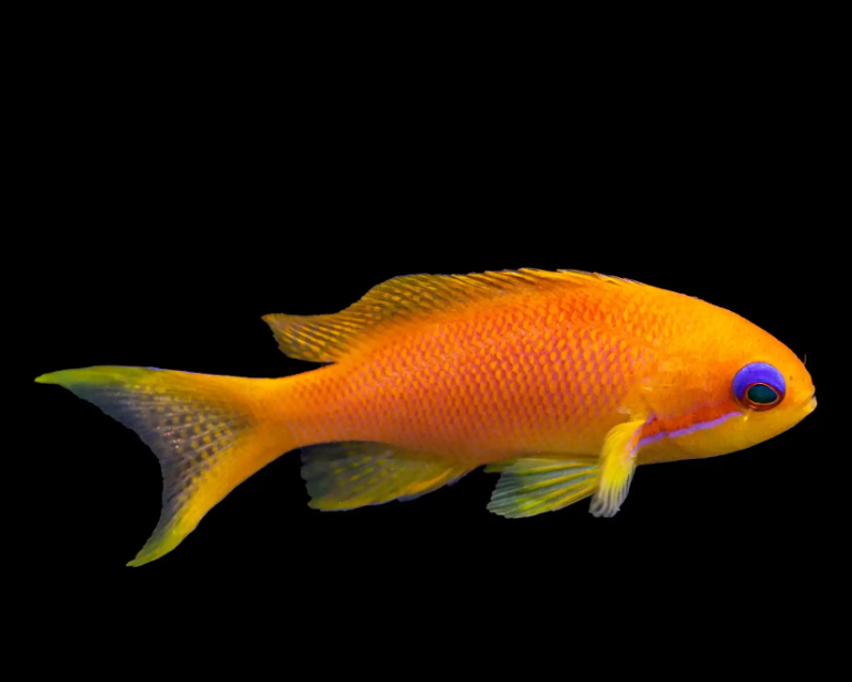 Lyretail Anthias (Female)