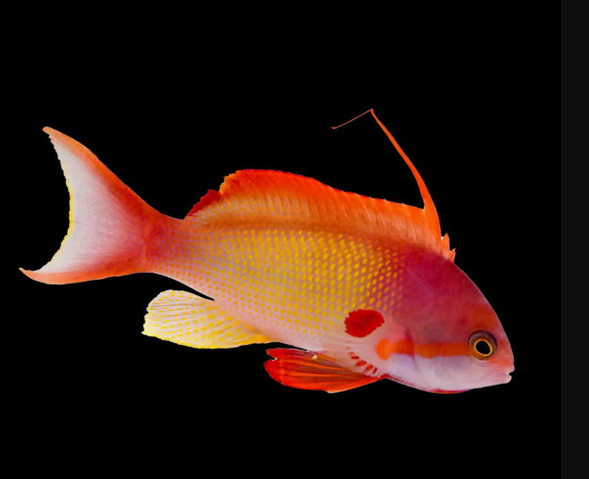 Lyretail Anthias (Male)