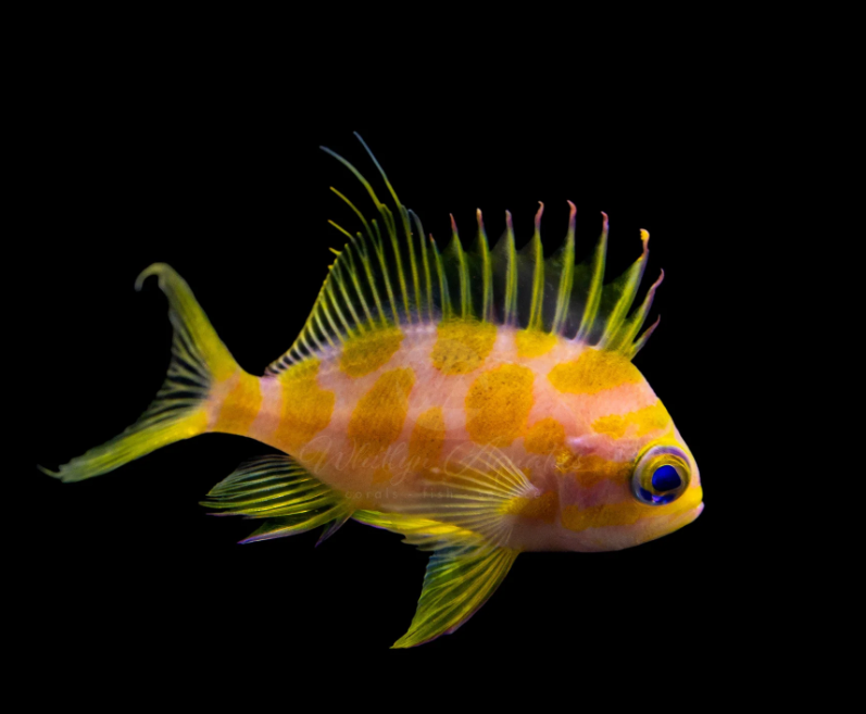 Blotched Borbonius Anthias