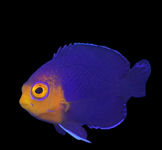 Pygmy Angelfish