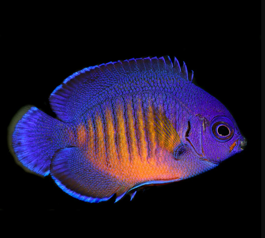 Coral Beauty Dwarf Angelfish