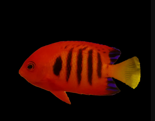 Flame Angelfish