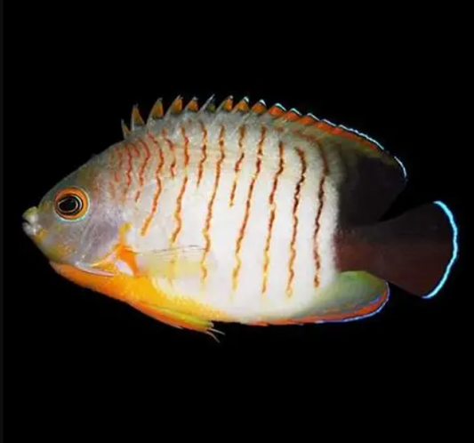 Eibli Red Stripe Dwarf Angelfish