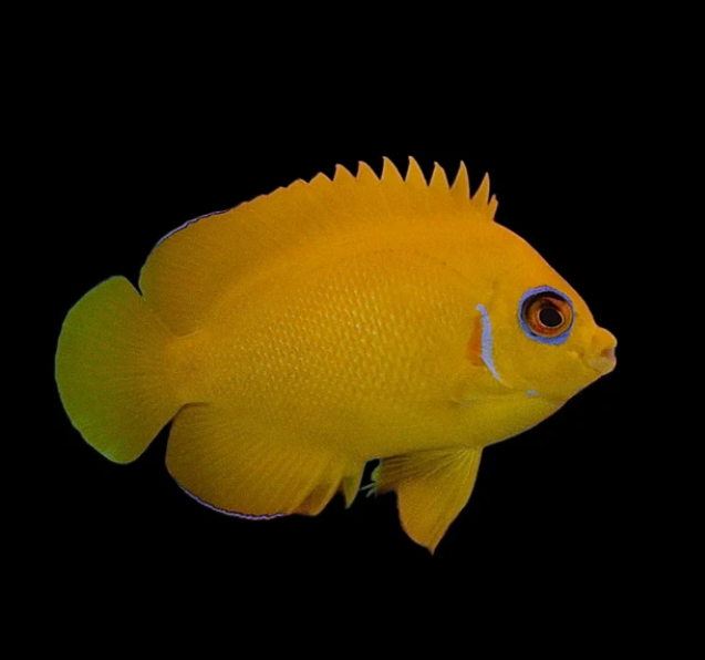 Fiji Lemonpeel Angelfish