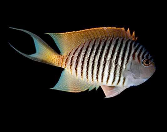 Swallowtail angelfish (Male)