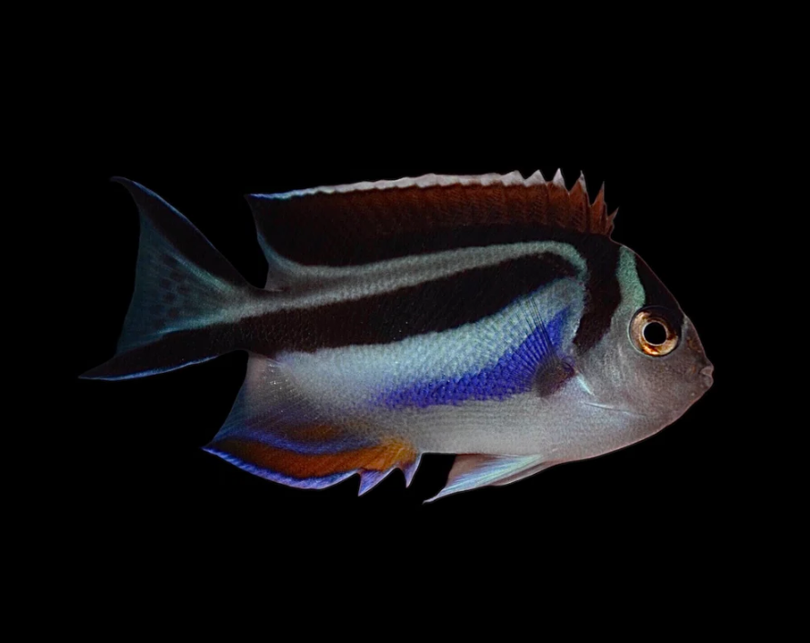 Bellus Angelfish (Female)