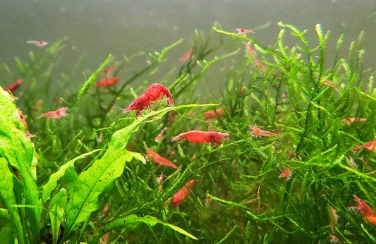 Orchard Heights Raised Cherry Shrimp - Group of 10